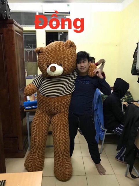 Gấu bông teddy áo khổ vải 2m