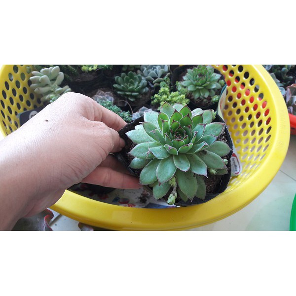SEN ĐÁ PHẬT BÀ