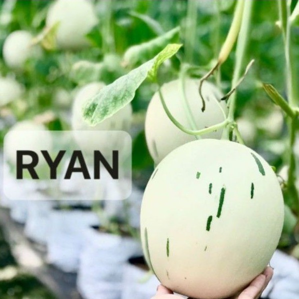 Gói 10 Hạt giống dưa lê Hàn Bạch Kim Ryan F1 giống nhập Hàn siêu ngon ngọt, giòn tan, dễ trồng và đẹp mắt
