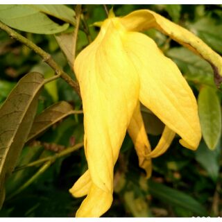 Cây Hoa Dẻ Thơm Hoa Mù Tru 1 Cây Con Hình Cuối