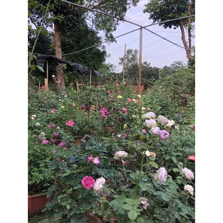 Phân bón phục hồi cho cây yếu còi