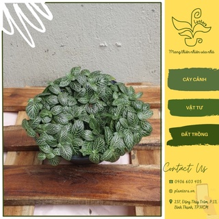 Cẩm nhung, lá gấm may mắn chậu c6 - cây cảnh - cây ưa nắng - cây nhỏ
