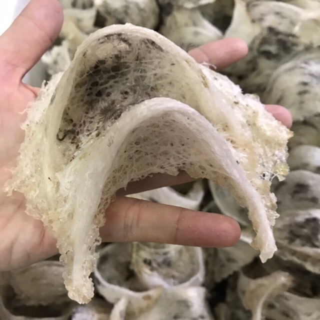 Yến Nhà Tây Ninh