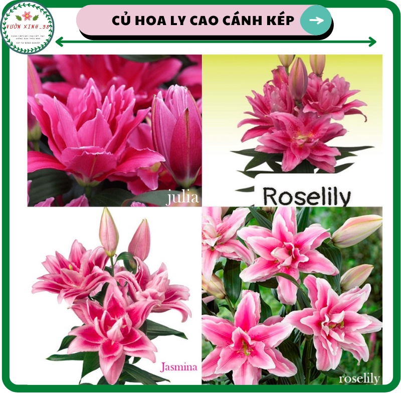 Củ hoa ly cao Hà Lan cánh kép, size củ to cho nhiều hoa, màu sắc tùy chọn cho 7-9 tai hoa