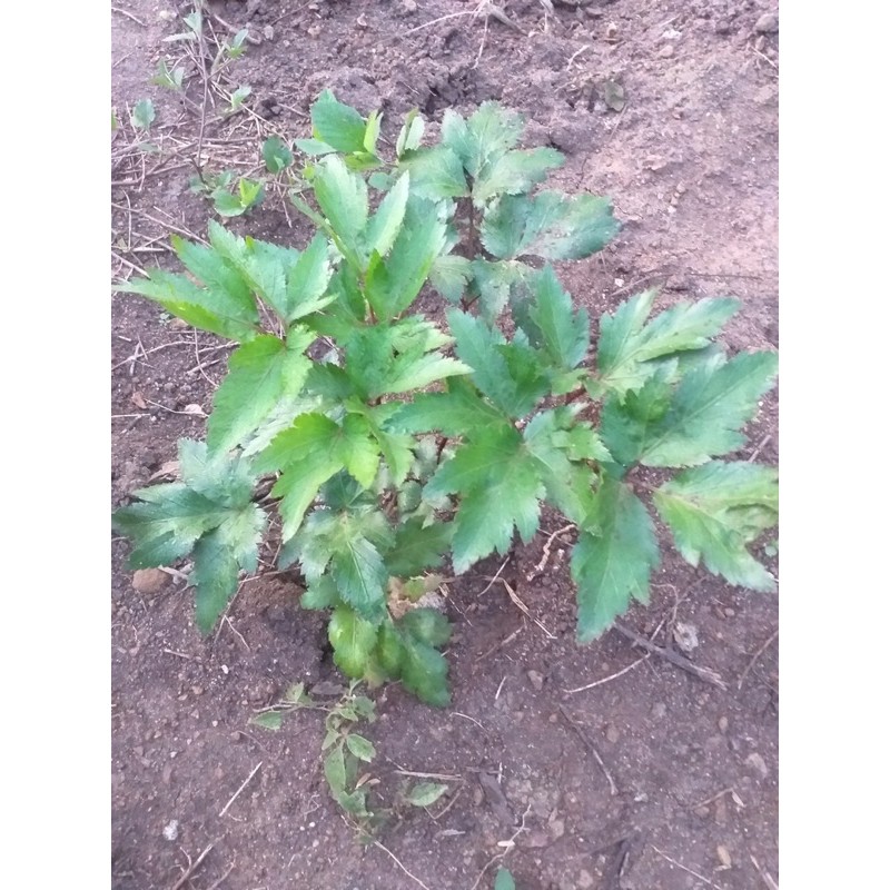 Cây Sâm Đương Quy