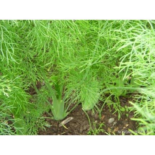 HẠT GIỐNG RAU THÌ LÀ BỐN MÙA F1 NĂNG XUẤT CAO SINH TRƯỞNG KHỎE CHỐNG CHỊU SÂU BỆNH