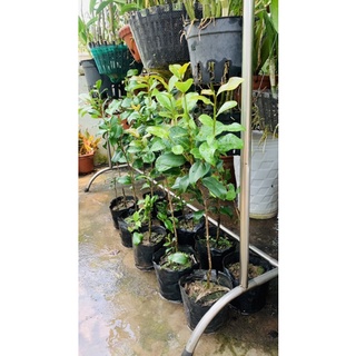 Trà Thâm hồng bát diện cây thoát thân