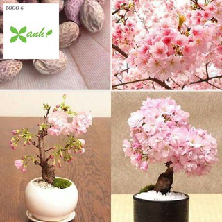 Hạt giống hoa anh đào nhật bản gói 5 hạt