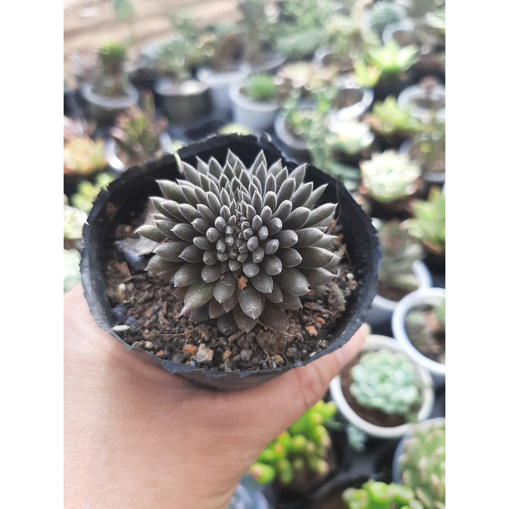 SEN ĐÁ NHÍM ĐEN🌵SIZE6CM🌵SEN ĐÀ LAT🌵THUẤN SỨ NÓNG🌵FREESHIP🌵1 ĐỔI 1