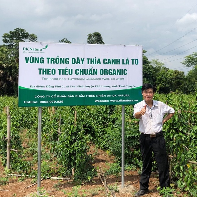 Dây thìa canh lá to - 100% dây thìa canh lá to - Ổn định đường huyết - DK Natura