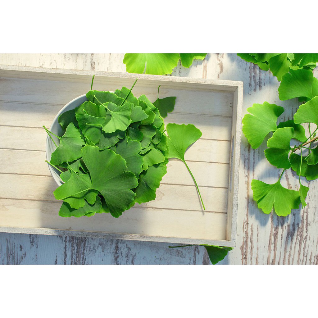 ❤️ [Date 10/2023] GINK_GO BILOBA Trunature 340 viên Mỹ, chuẩn Air có bill | BigBuy360 - bigbuy360.vn