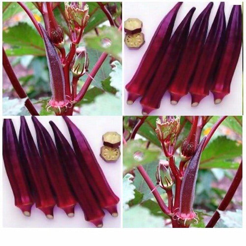 Hạt giống Đậu bắp đỏ tím 5gr