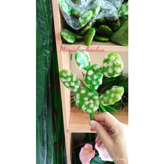 Cây xương rồng tai thỏ- xương rồng giả cao cấp