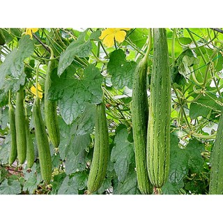 Hạt giống cây mướp hương