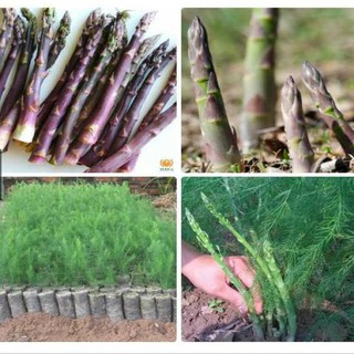 HẠT GIỐNG MĂNG TÂY TÍM