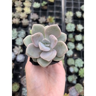 Sen Đá Sỏi Hà Lan |FREESHIP| XUẤT XỨ VIỆT NAM, ĐÃ THUẦN KHÍ HẬU, SIÊU KHOẺ ĐẸP, LỖI 1 ĐỔI 1