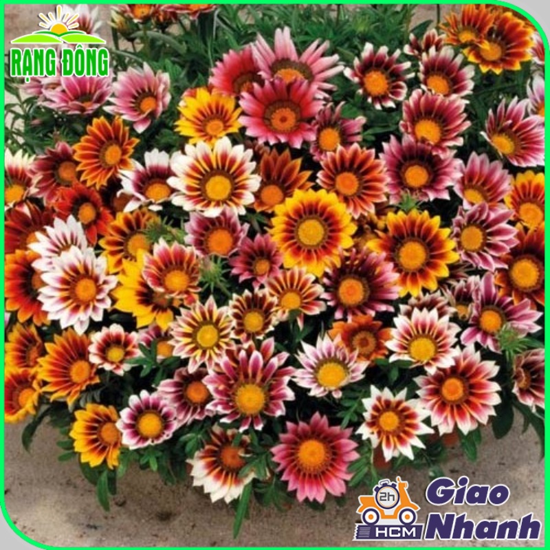 Hạt giống Hoa Cúc Huân Chương nhiều màu, thân cao 20-25cm, có thể trồng chậu hoặc sán vườn - Hạt giống Rạng Đông