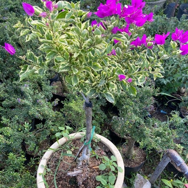 Cây 🌲 Giấy Cẩm thạch Mỹ... Tím Huế... đang hoa....
