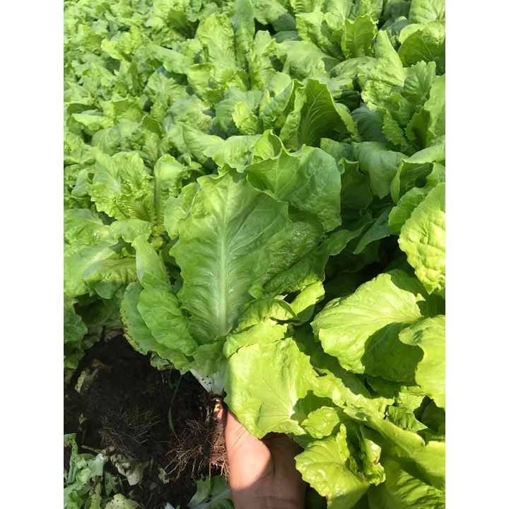 1kg Rau Xà Lách
