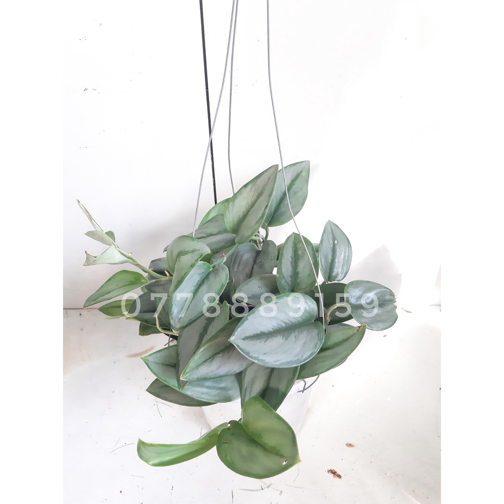 Cây trầu bà moonlight