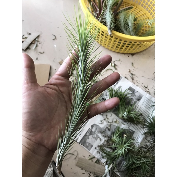 Cây không khí hồ ly  15-18cm-Tillandsia funckiana