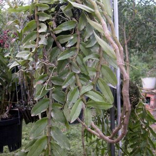 Phân bón dịch trùn quế