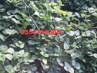 1Kg đỗ đen xanh lòng quê hạt nhỏ