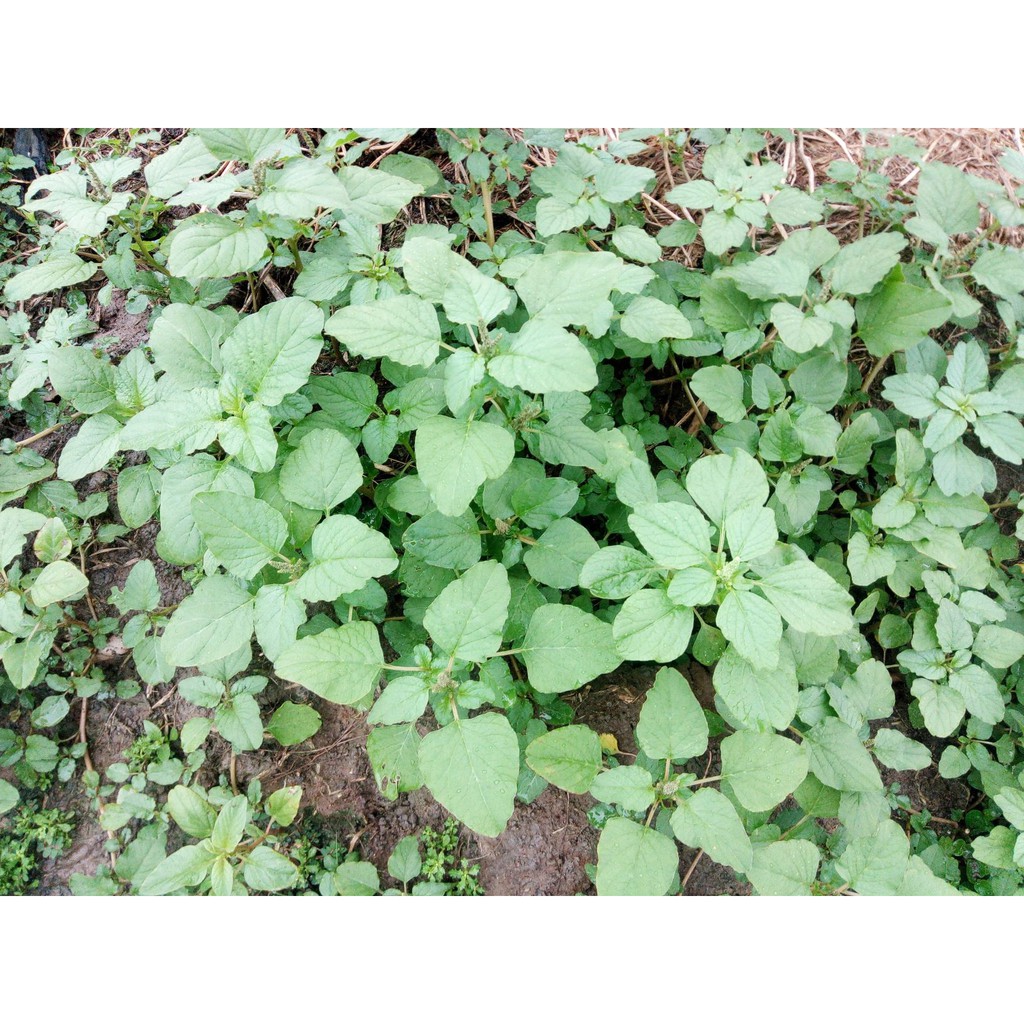 Hạt giống Rau dền cơm (Gói 10gram)