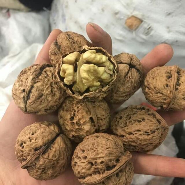 Óc chó nếp Sapa