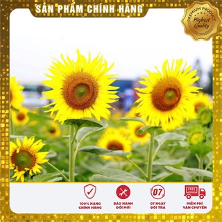 Hạt Giống Hoa Hướng Dương(30 hạt)