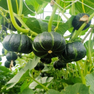 HẠT GIỐNG BÍ KABOCHA HÀN QUỐC
