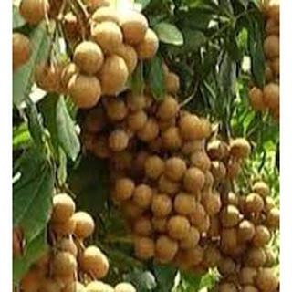 Cây Giống Nhãn Quế (cây ghép có thể trồng chậu)