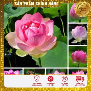Hạt Giống Sen Hồng Việt Nam(10 hạt)