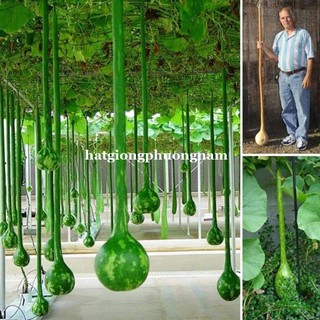 5 Hạt - Hạt Giống Bầu Gáo Dừa Phương Nam