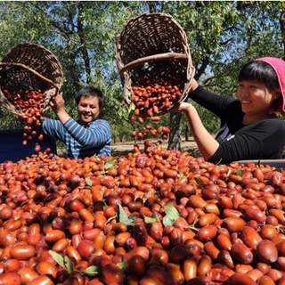 Trà táo đỏ tân cương tròn ngọt loại 1 - ảnh sản phẩm 6