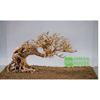 Lũa Bonsai dành cho hồ cá cảnh, hồ thủy sinh, văn phòng làm việc...