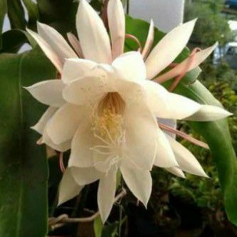 cành giống hoa quỳnh