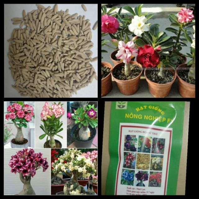 10 hạt giống hoa sứ thái lan 10 màu