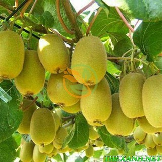Bộ 1 gói hạt giống Kiwi.