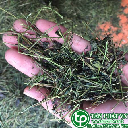 - Giảo cổ lam sấy khô  - Hỗ trợ tiểu đường, Ổn định đường huyết, Ngủ ngon
