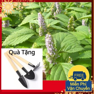 Hạt Giống Rau Kinh Giới Tặng Bộ Dụng Cụ Mini Trồng Cây Tặng Bộ Dụng Cụ Mini Trồng Cây