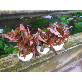 Cây Thủy Sinh Hồng Liễu lá Nước- Huấn Sinh Vật Cảnh