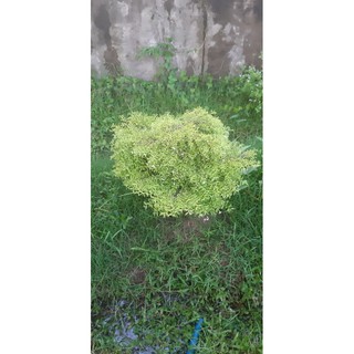 mai chiếu thủy kim dẻo(siêu kim,kim riêu)