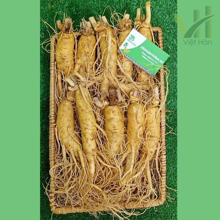 249k Nhân Sâm Tươi Hàn Quốc Loại 1 hàng đẹp loại 10 củ/kg