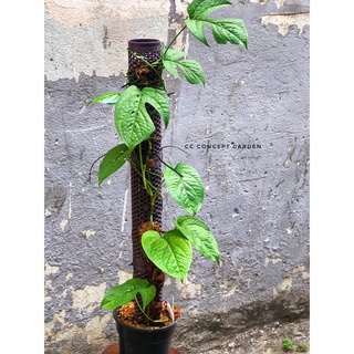 Trầu bà Nhện | Monstera Spiderman