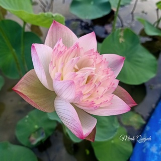 Củ sen trung Super lotus