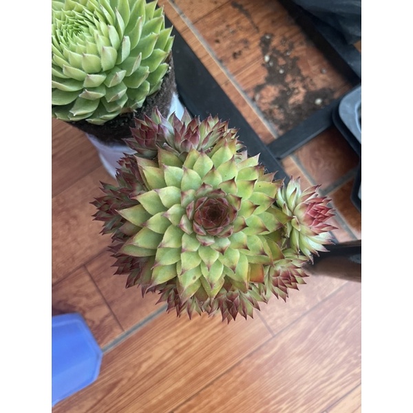 COMBO 5 CHẬU PHẬT BÀ 9CM 200k