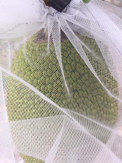 100 TÚI BỌC MÍT THÁI