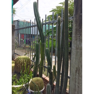 Xương tồng trụ 6 cạnh
