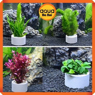 Vòng gốm cố định cây thủy sinh - Giúp cố định cây cắt cắm, rêu, ráy, dương xỉ, bucep thuỷ sinh